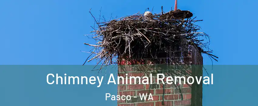 Chimney Animal Removal Pasco - WA