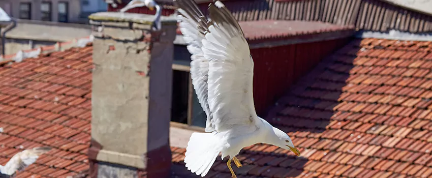 Residential Chimney Animal Removal Solution in Pasco, WA