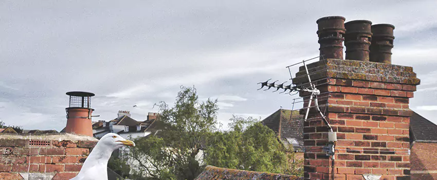 Chimney Cleaning And Restoration in Pasco, Washington